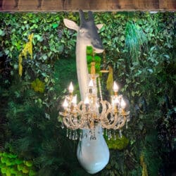 Giraffe In Love Giraffe In Love